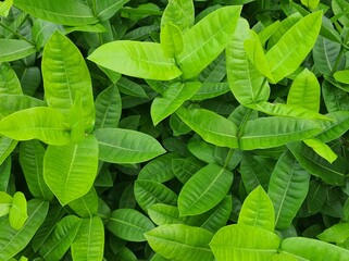 green leaves background