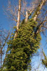 Albero