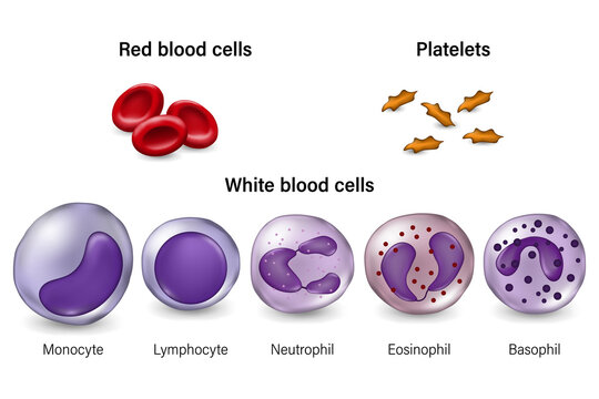 Red blood cells, Platelets and White blood cells.