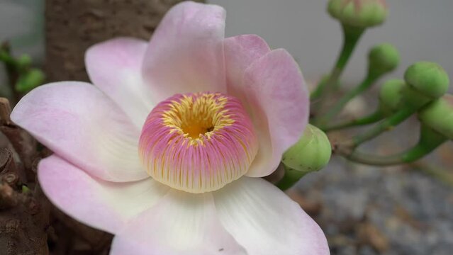Honey Bee Pollinating Inside Blossom Pink Gustavia Gracillima Flower In Morning.