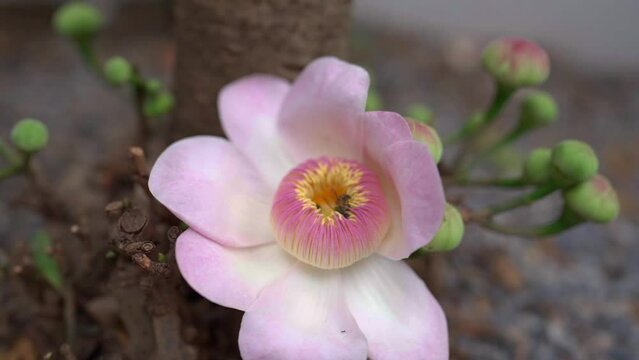Slow Motion Honey Bee Pollinating Inside Blossom Pink Gustavia Gracillima Flower In Summer.