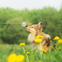 Happy sheltie and the sunny spring