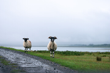 Sheep with black heads standing next to a dirt road on a wet cloudy day in Scotland
