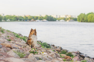 Happy sheltie and the sunny spring