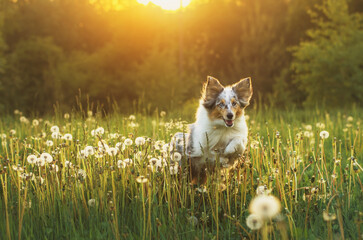 Happy sheltie and the sunny spring