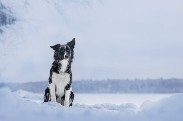 Border collie in the cold winter