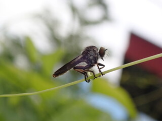 Asilidae (Robber Flies) on Antigonon leptopus plant