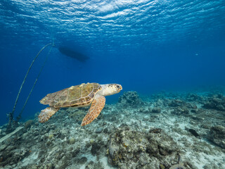 Obraz na płótnie Canvas Seascape with Loggerhead Sea Turtle in the coral reef of Caribbean Sea, Curacao