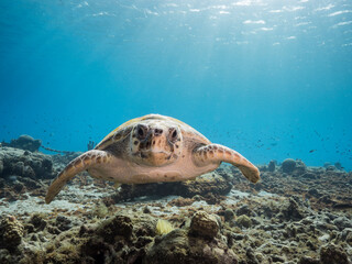 Seascape with Loggerhead Sea Turtle in the coral reef of Caribbean Sea, Curacao