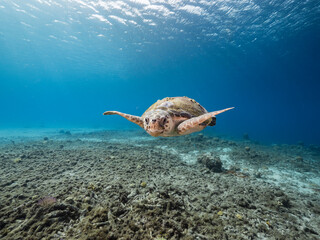 Naklejka na ściany i meble Seascape with Loggerhead Sea Turtle in the coral reef of Caribbean Sea, Curacao