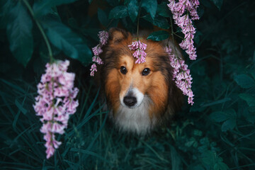 Sheltie amazing like a purple lilac