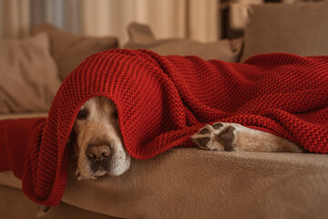 adorable fawn dog Labrador on the couch under a red blanket
