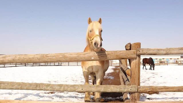 Haflinger Horse and Hanoverian horse.
Horses are outdoors on a sunny winter 's day to be able to move freely.
Horse plays, rolls on the snow and licks some of it.
Farm animals in a fenced field, snow