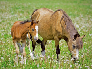 Welsh Mountain Pony mare with foal grazing in spring meadow.