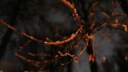 fire in the forest