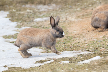 走るうさぎ