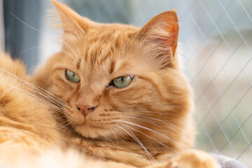 窓辺の猫　茶トラ猫