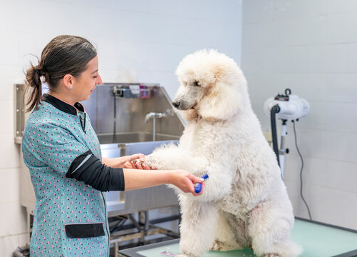 Young woman groomer grooming a giant white poodles hair making eye contact
