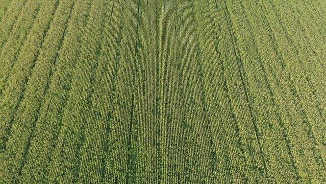 Aerial view with a drone of a field of corn flowered perfectly sown.
