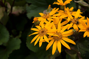 screensaver, background and wallpaper for your desktop and advertising, on the photo yellow wild flowers in vintage fashion style. copy space. selective soft focus
