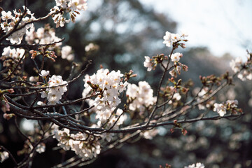 blossom in spring