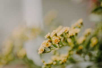 Schlichte gelbe Fr&uuml;hlingsblumen vor hellem Fenster 