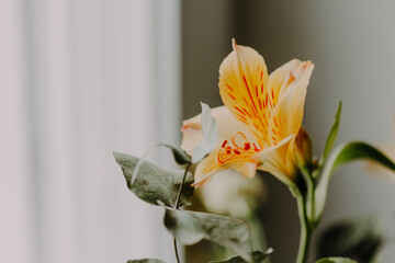 Gelbe Frühlingsblume am Fenster  © Ines