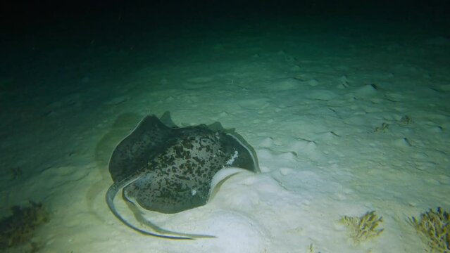 Large blackspotted stingray underwater swimming on sandy sea bed