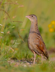 Corn crake - Crex crex - male bird at a meadow in the beginning of the summer