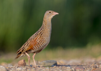 Corn crake - Crex crex - male bird at a meadow in the beginning of the summer