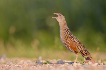 Corn crake - Crex crex - male bird at a meadow in the beginning of the summer
