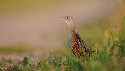 Corn crake - Crex crex - male bird at a meadow in the beginning of the summer
