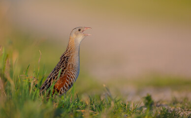 Corn crake - Crex crex - male bird at a meadow in the beginning of the summer