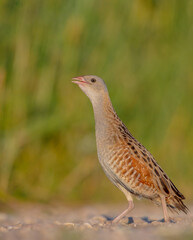 Corn crake - Crex crex - male bird at a meadow in the beginning of the summer