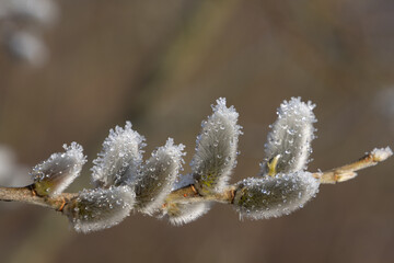 Close up of a branch of a pussy willow covered with melting ice as a symbol for Spring