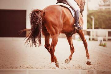 A beautiful sorrel horse with a rider in the saddle gallops quickly through the arena for dressage...