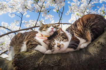 Blooming white sakura in spring, sunny day. Pair of cats sitting on a tree, Ueno Park, Tokyo, Japan
