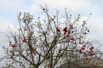 Red apples on leafless apple tree branches	