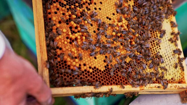 Dark honeycomb frame with sealed bee larvae. Working bees crawling over the wax cells. Man’s hand touches the bees. Close up.