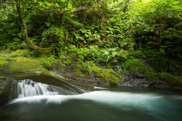 Obraz premium 豊かな緑の脇を流れる川