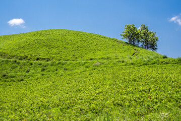 青空の下の緑の丘