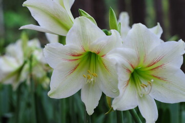 White Amaryllis with green leaves bokeh background 