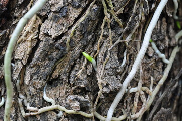 orchid root on a tree
