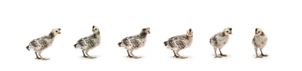 6 Isolated Cute white gray baby Appenzeller Chicken set on the row on white clear background studio light.