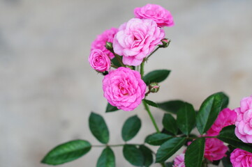 pink rose in the garden