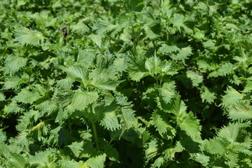 シソ畑 葉物野菜