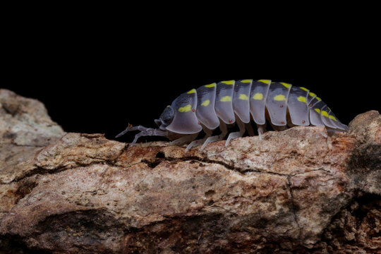 Close-Up of a woodlouse (Armadillidium vulgare) on a piece of wood, Indonesia