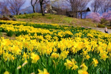 山の上に広がるスイセンの花畑