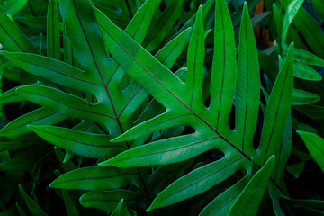 closeup nature view of fern leaves background, dark nature concept