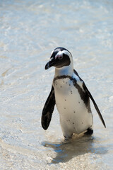 Penguin in the in the Boulders Beach Nature Reserve. Cape Town, South Africa